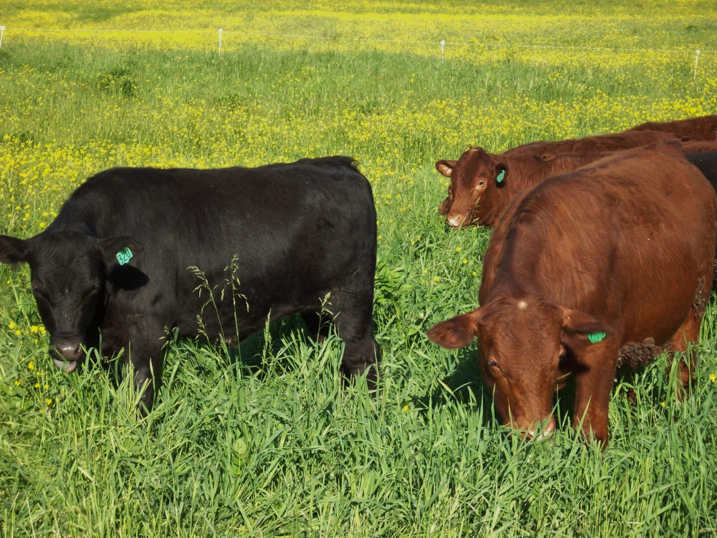 Two cows grazing in a vibrant green field dotted with yellow flowers.