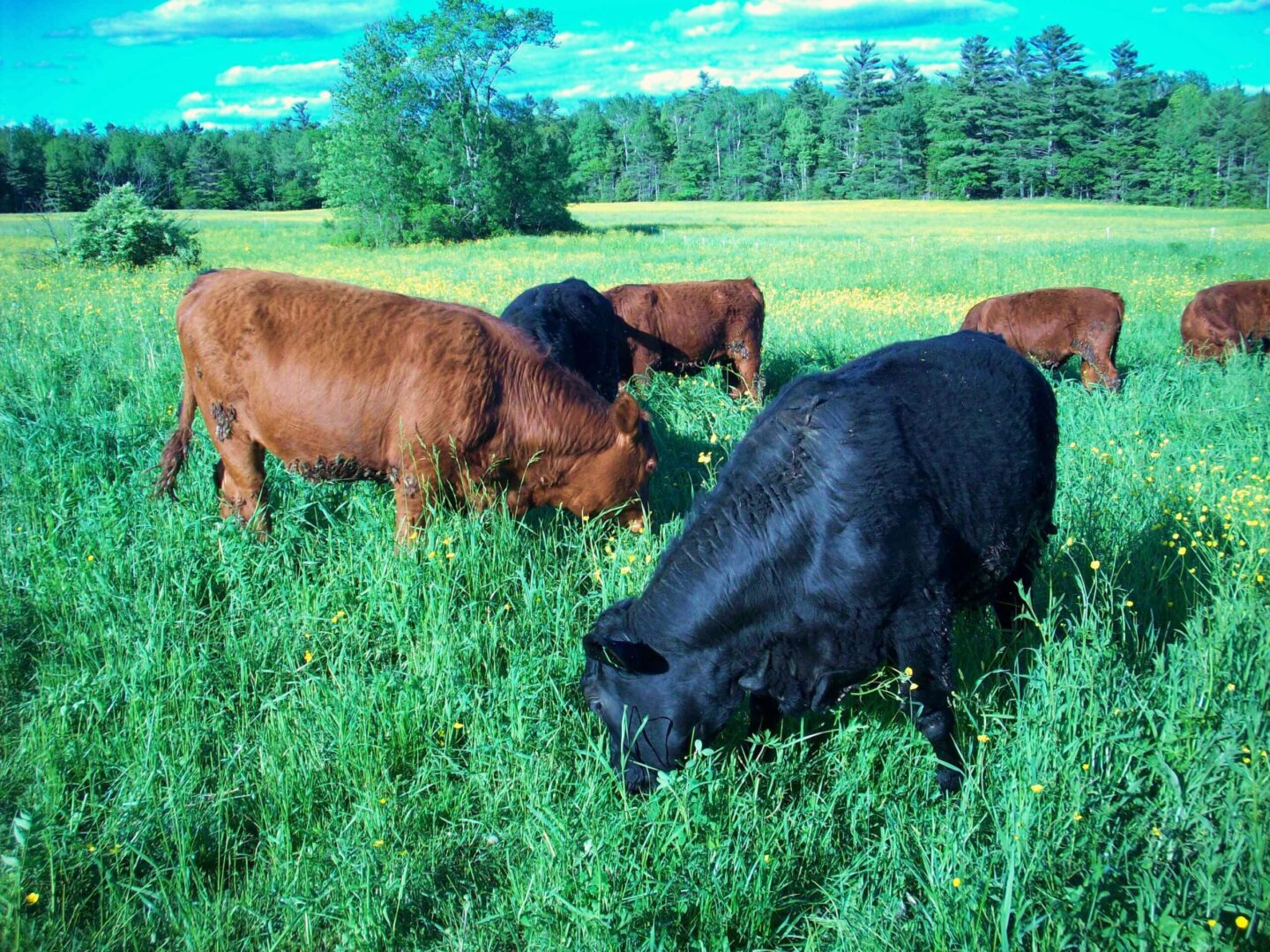 Cattle grazing in a lush green field with trees in the background.