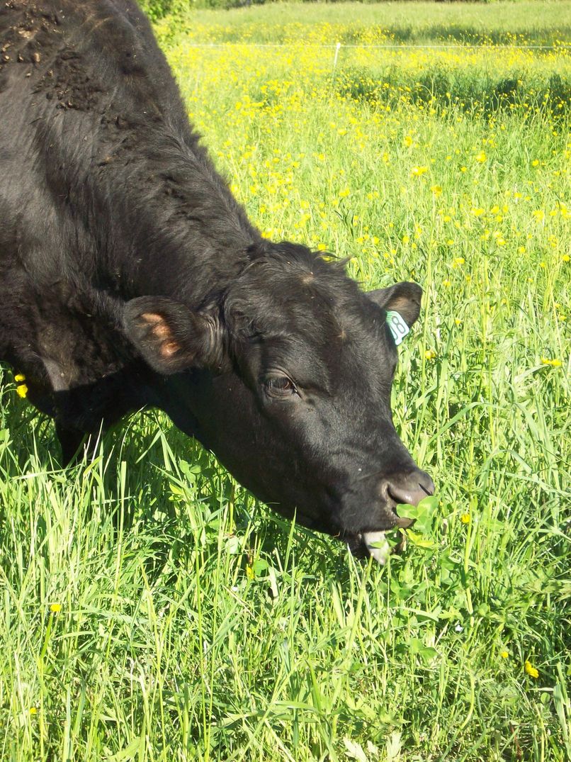 Black cow grazing in a field of yellow flowers.